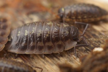 Ayrıntılı bir yakın çekim, çürüyen bir odun parçasının üzerinde sürünen segmentli vücutlarıyla karakterize edilmiş Oniscus asselus izopod grubunu ortaya çıkarır. Odak, onların dokusunu ve şeklini vurgular.