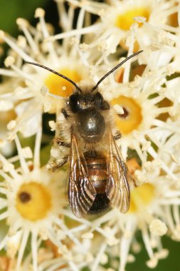 Avrupa Red Mason arısı Osmia Rufa 'nın bahçesine yakın plan çekilmiş.