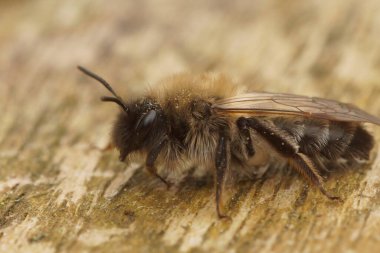 Dişi bir Nycthemeral madenci arısı, Andrena nycthemera 'nın detaylı görüntüsü.