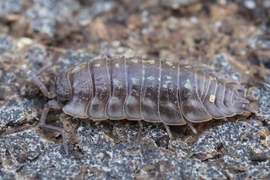 Sert asfaltta Oniscus asellus hap böceğinin detaylı görüntüsü. Böceğin segmentli kabuğu, bacakları ve asfalt yüzeyinin dokusu ile birlikte görünür.