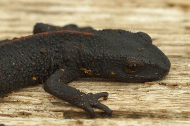 Çin siğil semenderi Paramesotriton çingenesinin detaylı görüntüsü.
