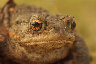 Benekli kahverengi kurbağanın yakın plan portresi, altın gözlü, dokulu derisinin detaylarını doğal ışıkla yakalıyor. Kurbağa ileriye bakar ve samimi bir doğa çalışması yaratır..