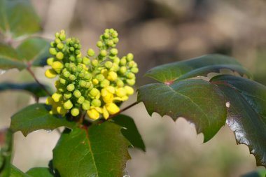 Berberis aquifolium makro çekimi canlı yeşil yaprakları ve sarı tomurcukları yumuşak bir bokeh arka planına vurguluyor, doğal botanik güzelliğini sergiliyor.