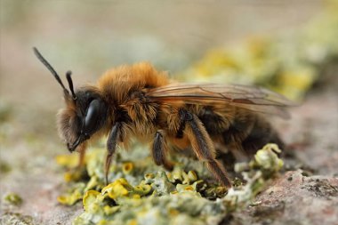 Büyük Sallow maden arısı Andrena Apicata 'nın liken kaplı odunuyla ilgili detaylı görüntüleri.