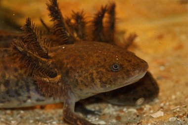 Soyu tükenmekte olan Meksika 'nın neotenik semenderi Ambystoma andersoni' nin su altında detaylı görüntüleri.
