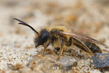 Tipik çene kancası dişleriyle, erkek, kırmızı, tawny maden arısı Andrena fulva 'nın detaylı yakın plan çekimi.