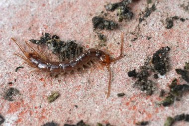 A brown Lithobius centipede on a coarse, reddish background. The centipede's segmented body and multiple legs are clearly visible, surrounded by scattered debris.