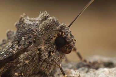 Detailed facial closeup on the common rustic moth, Mesapamea secalis sitting on a piece of wood