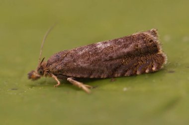 Detailed closeup on a Dichrorampha micro moth, sitting on a green leaf in the garden