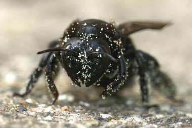 Detailed closeup on a large black carpenter bee, Xylocopa violacea covered with white pollen clipart