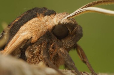 Avrupa 'nın büyük ve büyük Privet Hawk-güve ligustri yeşil bir arka planda detaylı yüz görüntüsü