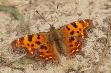 Kumlu bir yüzey üzerinde dinlenen virgül kelebeğin turuncu ve kahverengi kanatları çarpıcı koyu noktalar sergiliyor. Kelebek antenleri görünür, doğaya karşı..