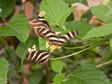 Uzun kanatlı zebra ya da zebra sarmallı kelebek grubuna yakın çekim Heliconius Charitonius