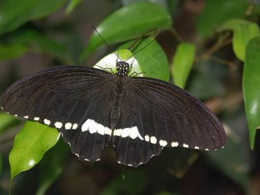 Kanatlarında beyaz lekeler olan güzel siyah bir kelebek canlı yeşil bir yaprağın üzerinde tünemişti. Böcek ve yaprağın karmaşık detayları çarpıcı bir görüntü oluşturur..