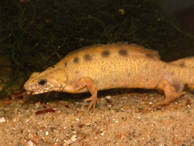 Anormal beyaz erkek Triturus etoburu, italyan armalı semender, su altında.