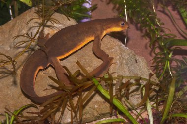 Detailed closeup on a poisonous Californian Rough skinned newt, Taricha granulosa clipart