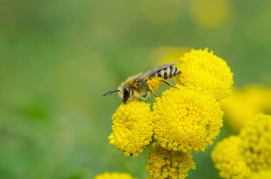 Natural closeup on a Davies' Cellophan bee, Colletes daviesanus , sitting on a yellow Tansy, Tanacetum vulgare, flower in the garden