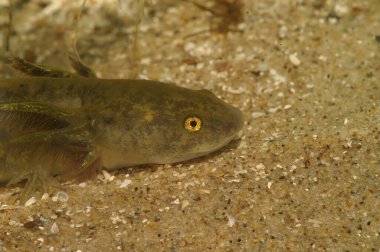 Ambystoma mavortium, Çubuklu Kaplan semenderi larvalarının detaylı görüntüsü.