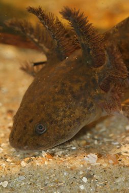Neotenik Ambystoma andersoni Achoque Axolotl semenderi üzerinde Feathery Gills ile dikey yakın çekim