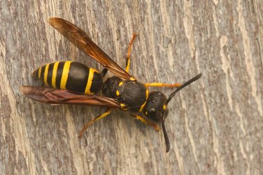 Ancistrocerus eşekarısının bir odun parçasındaki doğal yakın plan görüntüleri.