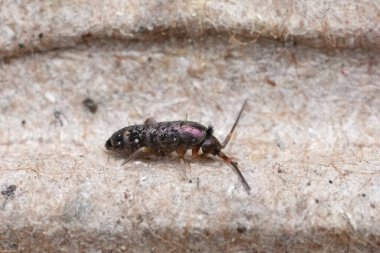 Tomocerus vulgaris yay kuyruğu üzerinde detaylı bir kostüm.