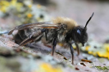 Nesli tükenmekte olan Nycthemeral madenci arısı Andrena nycthemera 'nın yakın plan çekimleri.