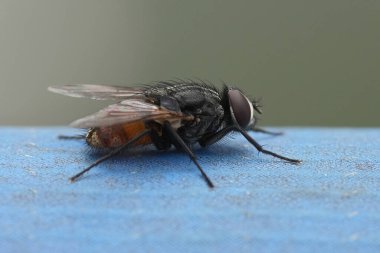 Sonbahar sineği Musca Autumnalis 'in doğal detaylı yakın çekimi.
