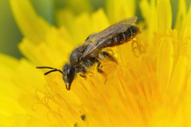 Küçük kırmızı göbekli madenci arı Andrena Ventralis 'in sarı karahindiba çiçeğindeki doğal yakın çekimi.
