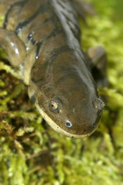 Yetişkin bir engelli kaplan semenderi olan Ambystoma mavortium 'a dikey yakın çekim.