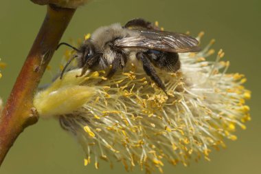 Dişi gri sırtlı madenci arı Andrena vaga, keçi söğüt ağacından polen topluyor.