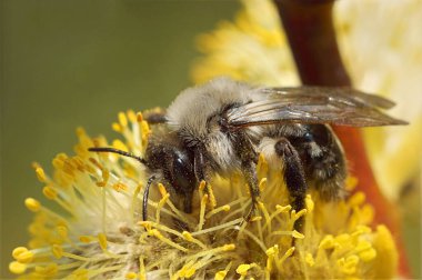 Dişi gri sırtlı madenci arı Andrena vaga, keçi söğüt ağacından polen topluyor.