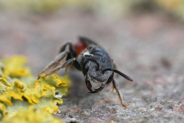 Rengarenk kırmızı bir kleptoparazit kutucuk başlı kan arısı, Sphecodes monilicornis