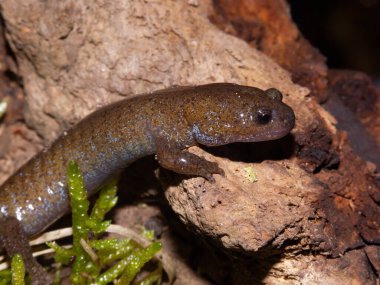 Koreli Hynobius leechi quelpartensis hynobid semenderi hakkında detaylı bilgi.