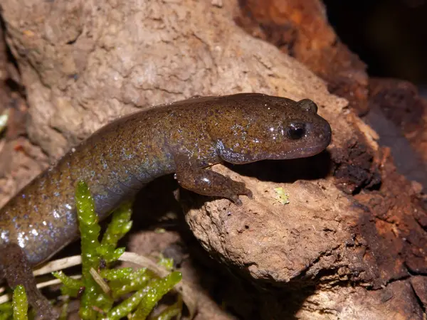 Koreli Hynobius leechi quelpartensis hynobid semenderi hakkında detaylı bilgi.