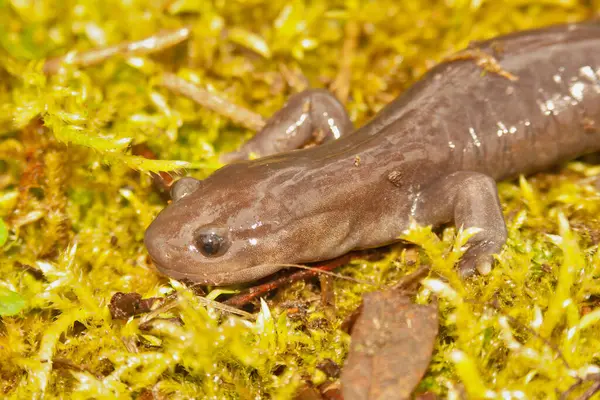 Çin yapımı bir Yiwu hynobid, Hynobius yivuensis ve yeşil yosun hakkında detaylı bilgi.