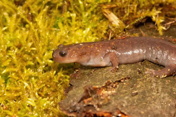 Tehlikede olan Japon Oki Semenderi Hynobius okiensis 'in detaylı görüntüleri