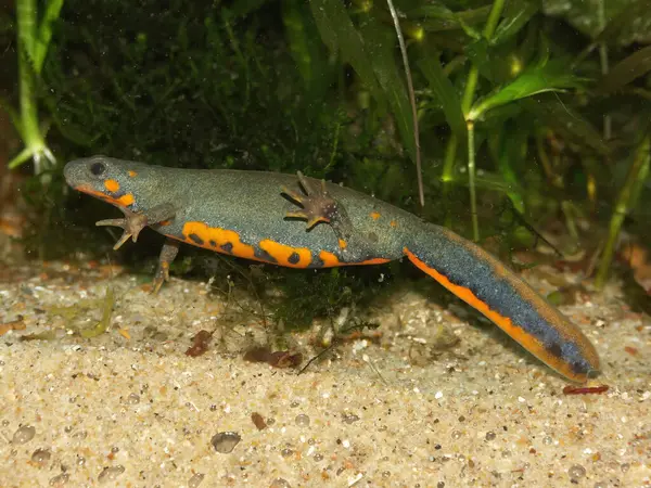 Tehlikedeki Çin Chuxiong ateş-göbekli semenderi Cynops siyanurusuyla ilgili detaylı bilgi.