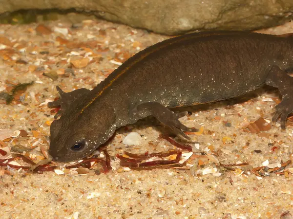 Su altında yiyecek arayan, İtalyan armalı semender Triturus etoburuna yakın plan.