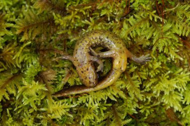 Erkek bir torrent semenderi olan Rhyacotriton variegatus 'un göbeğinde doğal yakın çekim.