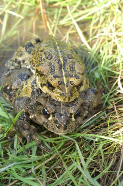 Kern County, Kaliforniya 'da çiftleşen Batı Kurbağası - Anaxyrus veya Bufo boreas çifti hakkında detaylı bilgi