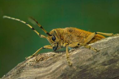 Saperda Carcharias 'ın doğal yakın çekimi, ağaçtaki uzun boynuz böceği.