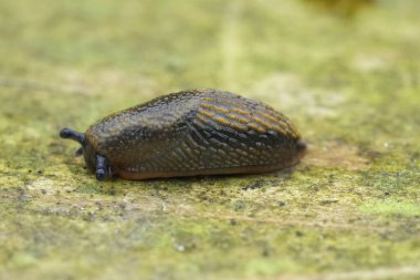Genç İspanyol sümüklüböcek Arion vulgaris hakkında detaylı bilgi.
