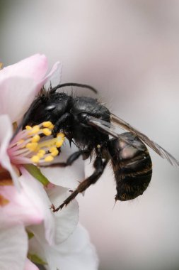Avrupa 'daki bir meyve bahçesinin duvarcı arısı Osmia Cornuta' nın, kiraz çiçeğinden nektar içişi hakkında detaylı bilgi.