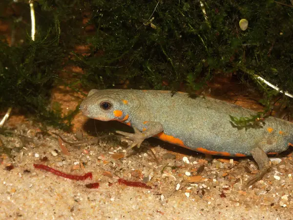 Çin yapımı bir Yiwu hynobid, Hynobius yivuensis ve yeşil yosun hakkında detaylı bilgi.