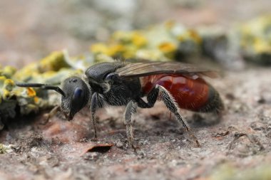 Kırmızı renkli kleptoparazit dişi bir kan arısının detaylı görüntüsü, Sphecodes monilicornis