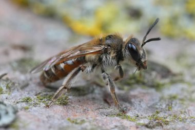 Kızıl Göbekli bir madenciye yakından çekilmiş. Andrena Ventralis.