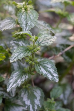Sarı bir başmelek ya da gelincik burunlu Lamium galeobdolon 'un detaylı görüntüsü.