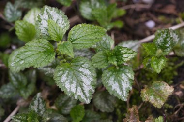 Sarı bir başmelek ya da gelincik burunlu Lamium galeobdolon 'un detaylı görüntüsü.