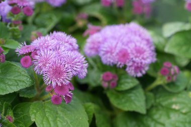 Detailed closeup on pink flowering flossflower, bluemink, goatweed, blueweed, pussy foot or Mexican paintbrush, Ageratum houstonianum