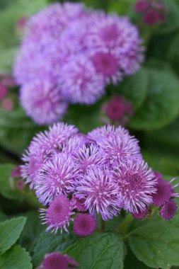 Detailed closeup on pink flowering flossflower, bluemink, goatweed, blueweed, pussy foot or Mexican paintbrush, Ageratum houstonianum